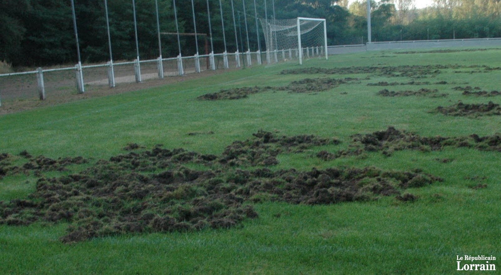 Malgré les barrières, les sangliers ont réussi à pénétrer sur la pelouse du stade Philippe-Schuth.